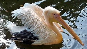 Pelican, Bird, Swim. Free Stock Video