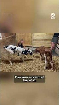 Rescued Baby Calves Become Inseparable Brothers ❤️
