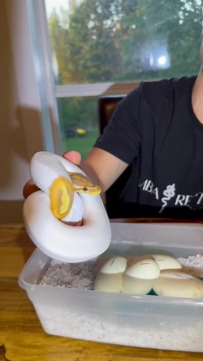 Double Het Ultramel Pied Ball Python Laying Process