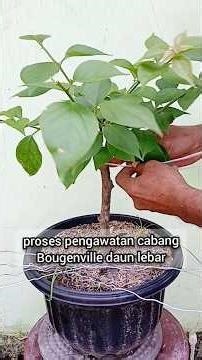 #bougainvillea branching process