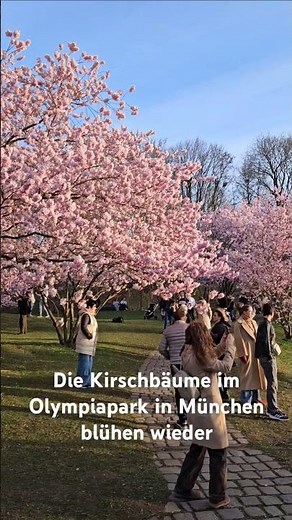 Es ist wieder soweit: Die berühmte Kirschblüte im Olympiapark München