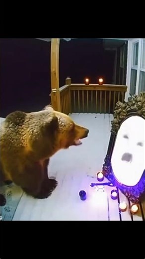 Grizzly Bear Mirror Prank Gone Funny😂#GrizzlyBear #MirrorPrank #FunnyAnimals