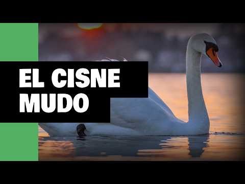 2 minutos sobre el cisne vulgar | epistemia