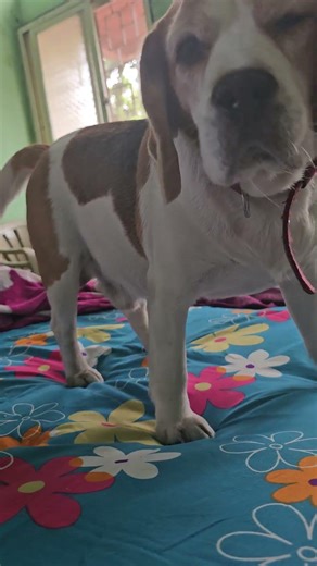 मर्फीला AC मधे झोपायच आहे #beagle #dog #petlover