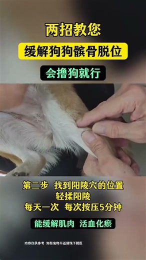 Quick Fix: 2 Easy Tips to Relieve Your Dog's Patellar Dislocation - English