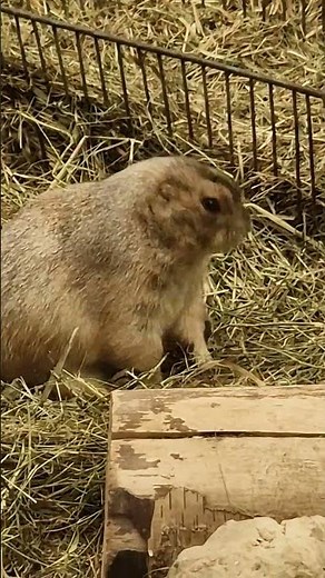 Animal Planet Wildlife: Amazing Real Life Animal Stories TRAVEL video
