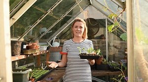 57K views · 1.3K reactions | How are your sweet peas coming along? If you haven't got round to pinching them out yet, here's a nifty tip from Emilie Woodger-Smith  | BBC Gardeners World | Facebook