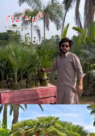 Exploring All Types of Chamaerops Palm Plants