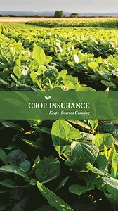 Crop insurance is available to all farmers — regardless of size, location, or crop. With over 130 crop and livestock policies, it protects more than $100 billion of agricultural liability each year, helping farmers weather the unexpected. By providing stability in the face of risk, #cropinsurance supports both our agricultural economy and food supply. This program is working; let’s keep it strong! Learn more: https://bit.ly/3zHyaDC | Crop Insurance Keeps America Growing | Facebook