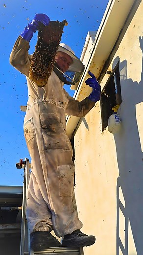 6.2K views · 59 reactions | Commercial Beehive Rescue: Hive #2 I...