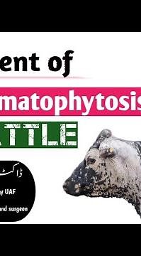 Treatment of Dermatophytosis in cattle | Ring worm in cattle #vets #cow #animaldoctor #vetstudent