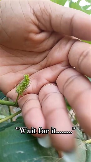 Mulberry Fruit Time Lapse | From Flower to Fruit 🌱🍇 #Shorts