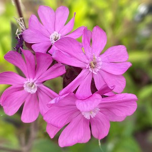 Red Campion (Silene dioica)