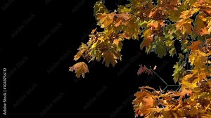 Autumn tree leaves with transparent background swaying with a light wind Autumn landscape. Isolated tree.