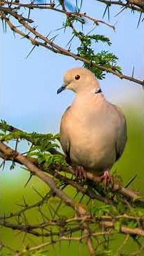 104.Eurasian Collared Dove