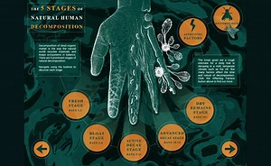 The 5 Stages of Natural Human Decomposition - An Illustrated Interactive Introduction to forensics - eBook Walkthrough