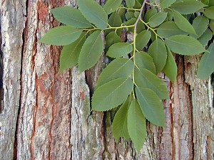Ulmus serotina - Alchetron, The Free Social Encyclopedia