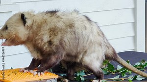Fluffy opossum eating. Close-up. Inhabitants of forests, steppes and semi-deserts.