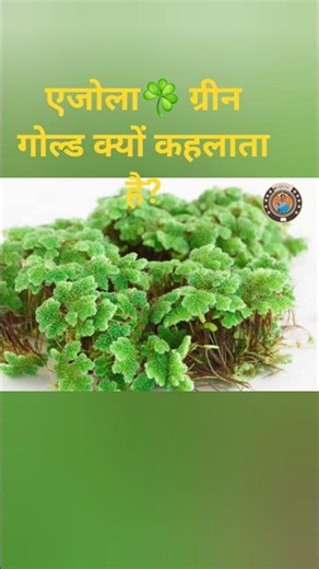 एजोला☘️ ग्रीन गोल्ड क्यों कहलाता है? ll Greengold Azolla #sciencefacts #viralvideo