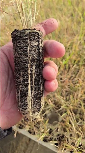 Slender Wheatgrass (Elymus trachycaulus) plug seedling Oct 16 just prior to harvest