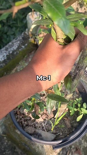 6.4K views · 173 reactions | Sell post, জাত; mc-1 | Al Amin | Facebook