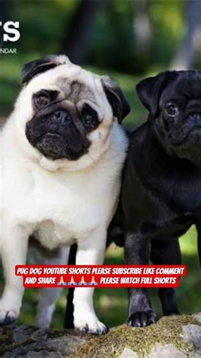 "Very beautiful and cute pug dog colors"! #shorts #ashishsaxena 😍
