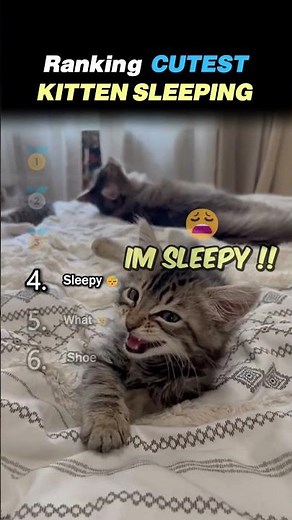 Ranking CUTEST SLEEPING KITTENS Core Moments!! 😴🐱