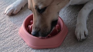 orange dog bowl filled with dog food, with a maze design in the shape of dog bones in order to slow down fast eaters. dog eating slowly