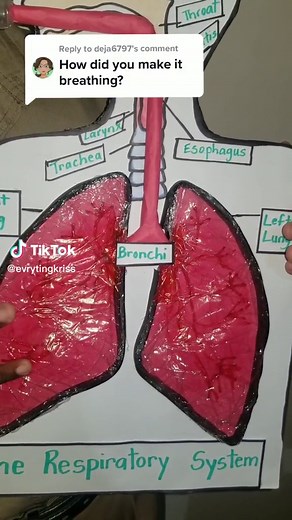 DIY Respiratory System Model Project for School