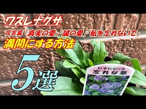 【花】ワスレナグサの育て方・植え付け
