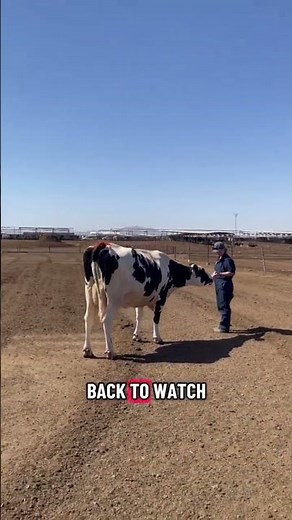 Understanding a Cow's Blind Spot Changes Everything About Working With Them
