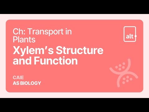 Xylem’s Structure and Function | Transport in Plants | A Level | Biology