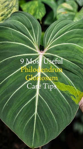 2.5K views · 21 reactions | 9 Most Useful Care Tips for Philodendron...