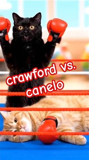 Cute Cat | Boxing looks like Crawford vs. Canelo 😄