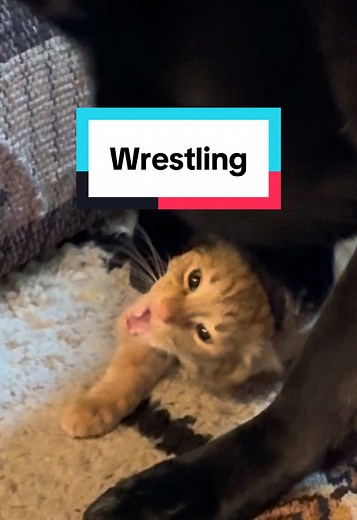 Wrestling Duo: Moose the Dog and His Feline Friend