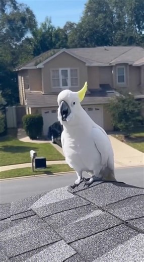 37K views · 861 reactions | Wild Australian Cockatoos are hilarious  #parrotlover #cockatoo #wildcockatoos | BirdsPlanet.com | Facebook