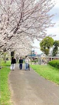 【#キャンパス風景】春の佐賀大学 #shorts #佐賀大学 #春 #spring