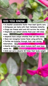 6.5K views · 20 reactions | ⚡ Shocking Animal Superpowers #animalfacts #wildlife #natureinfo | Works Etc | Facebook