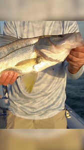 Doubled up on Sunrise Snook using the Wedding Crasher 2.0 and Smart Fishing Spots app! 💥 📍Using the Smart Fishing Spots app, see the Strike Score, tides, weather, and find the best areas to fish using the 1ft contours and shaded relief layers! 📱The Salt Strong Insider Club includes full access to the app and tons of other benefits! Join today at the link in our bio and download the app in the App or Play Store! #snookfishing #inshorefishing #fishingcommunity #snook #fishingtips #fishinggear |