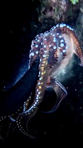 Catching Octopus at night #fishing #spearfishing | One Fish Adventure