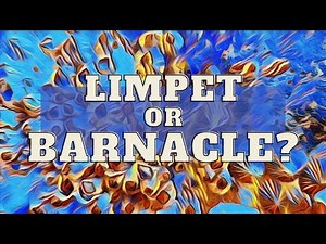 Limpets vs Barnacles
