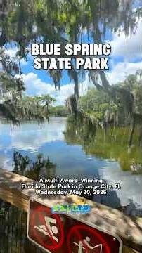 Lots of Fish and a Baby Alligator in the River at Blue Spring Park in Orange City, Florida