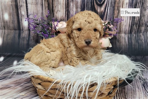 Caleah - Miniature Poodle Puppy 2E464B