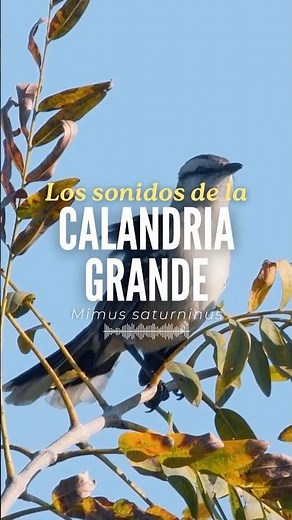 Calandria Grande | El canto de nuestras aves