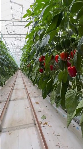#778 Capsicum annuum | Solanaceae | Bell Pepper | Sweet Pepper | Chili Pepper | Rocoto Pepper Piiman