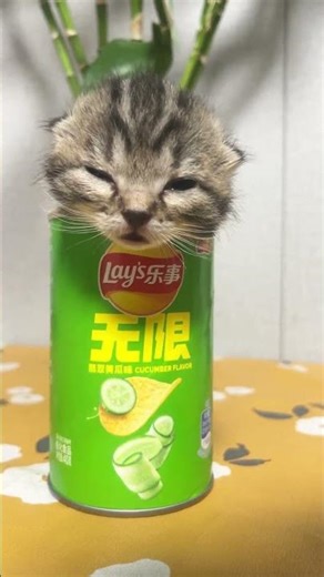 “WANT ONE? 😂”You Have Chips, I Have Cat Chips 😂🐱