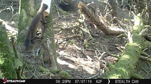 ODF&W biologists on the coast looking for marten populations