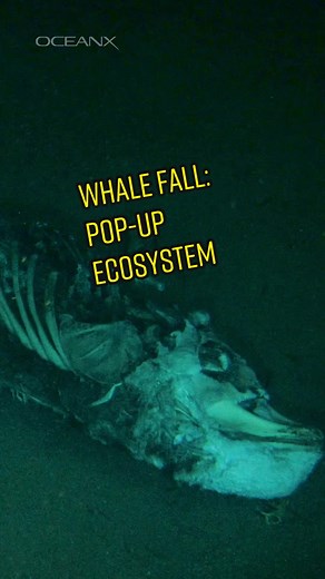 Exploring a Whale Fall Ecosystem in the Strait of Gibraltar