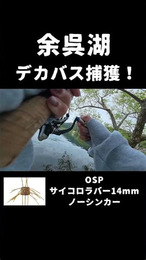 余呉湖ってバス釣れるんや（驚）
