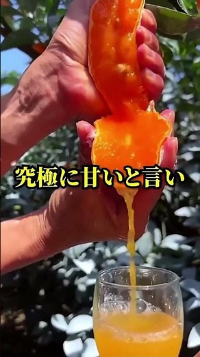 【みかん栽培】これがみかん栽培の理想と現実です【みかんジュース】 #みかん栽培 #農業 #家庭菜園